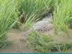 Buaya Jumbo Nyasar ke Sawah Bantargebang, Damkar Kota Bekasi Evakuasi Selama Dua Jam