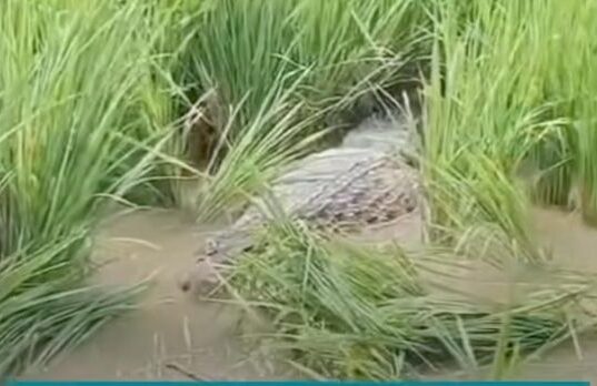 Buaya Jumbo Nyasar ke Sawah Bantargebang, Damkar Kota Bekasi Evakuasi Selama Dua Jam